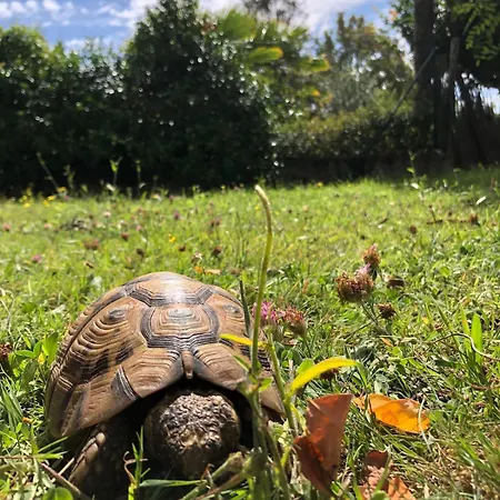 Apartament Louise A 500 M Des Plages *